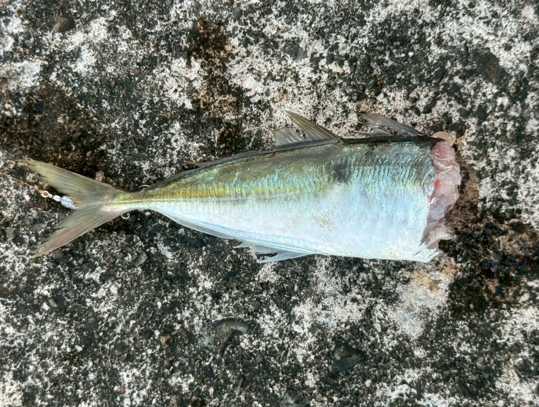 アジの頭が落ちた＝イカが完全に抱いている。ヤエン投入はその直後がベストタイミング。焦らず・静かに・一定のテンションで投入。失敗の多くは「早すぎ」「音」「テンション過多」釣太郎