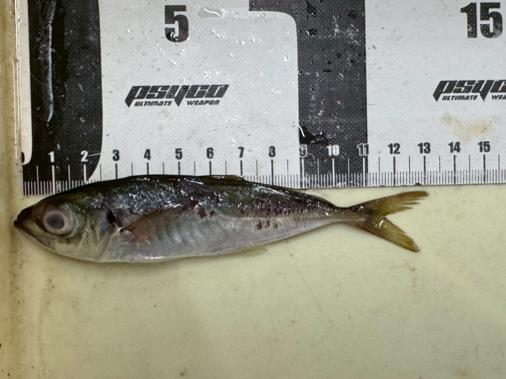 活アジ13センチです。ちょっと小さいが新子アオリイカ釣りなら、何とか使えるレベル。釣太郎