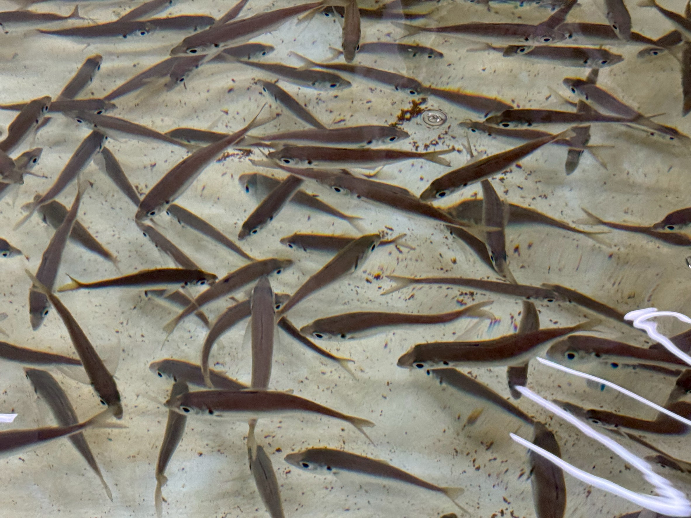 今の活アジのサイズは13～16㎝。1匹239円(税込)。活アジは種苗ではなく、天然物を確保し育てています。1ヶ月で約1センチ半ほど大きくなります。釣太郎