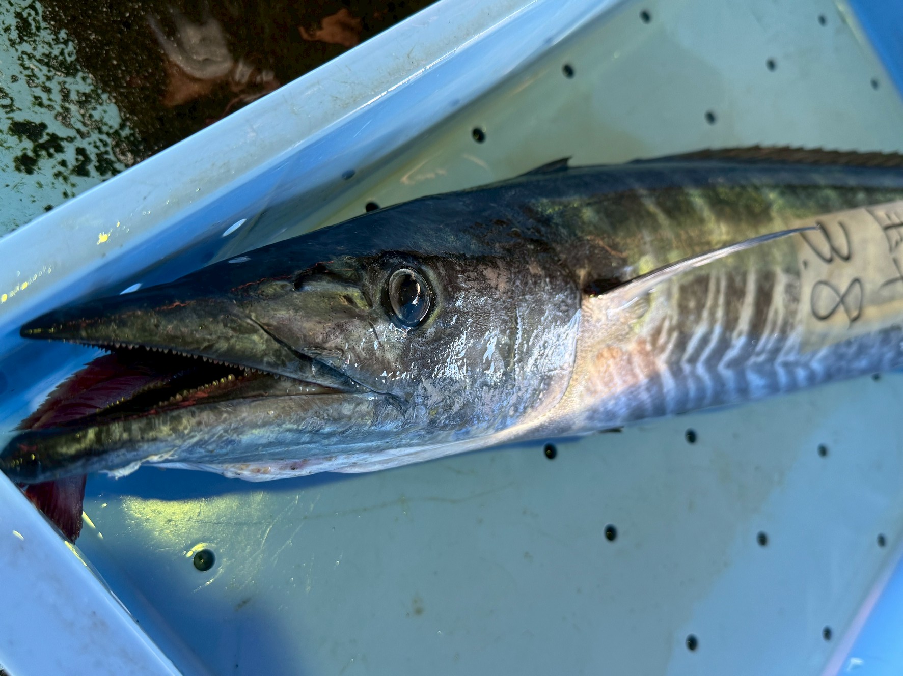 【釣り人必見】カマスサワラ（オキサワラ）の特徴と食べ方｜サワラより大型で筋肉質な魚。釣太郎