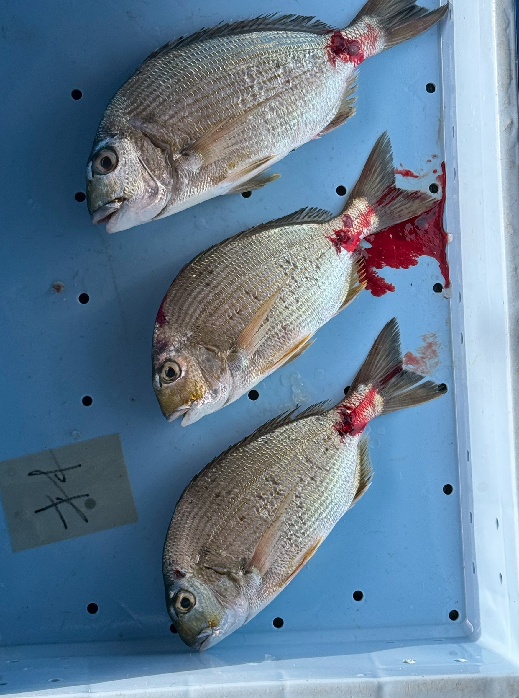 釣った魚の生臭さ、9割減は可能！血抜きで激変する理由と方法。釣太郎