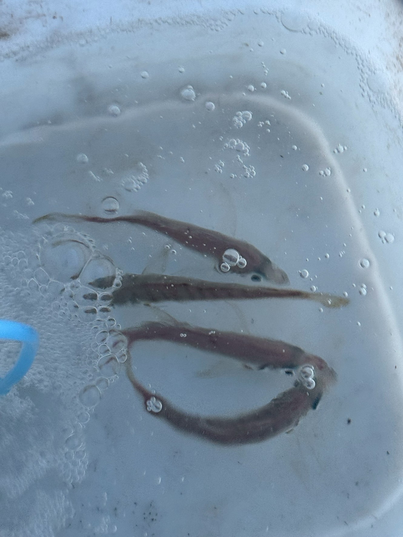 活アジ15㎝程度のサイズですが、生命力は強くなりました。アオリイカ釣り、のませ用に。釣太郎