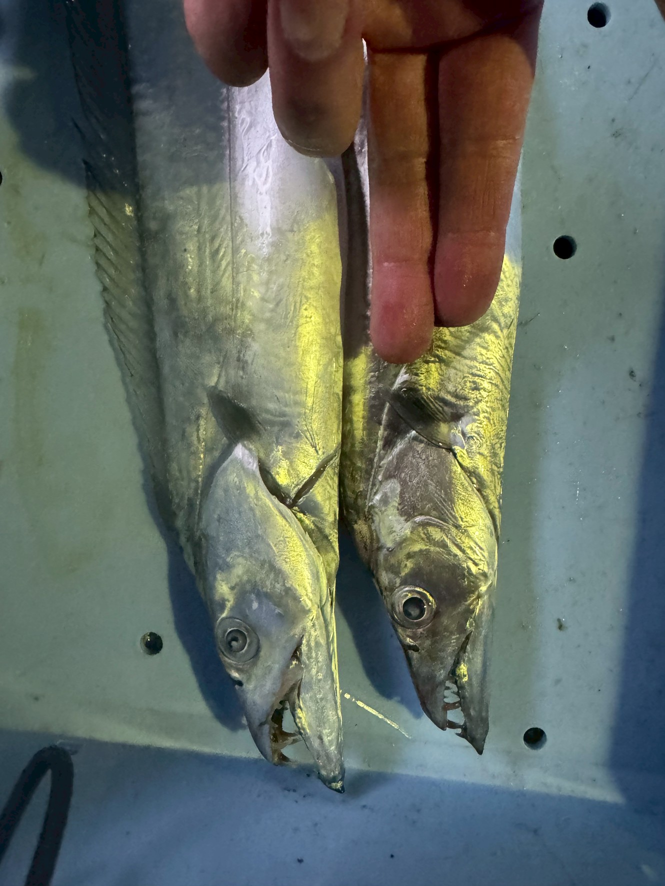 タチウオ(太刀魚)指2本の小型サイズ多いがは、3枚におろして丸めれば、天ぷら、煮つけに十分使えます。釣太郎