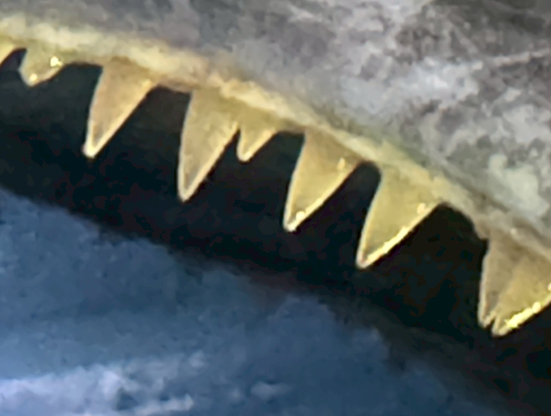 サワラの鋭い歯は、獲物を切り裂き、逃さず捕食するための“狩猟特化型”の進化。魚食性の強い捕食者としての生態が背景にあります。釣太郎