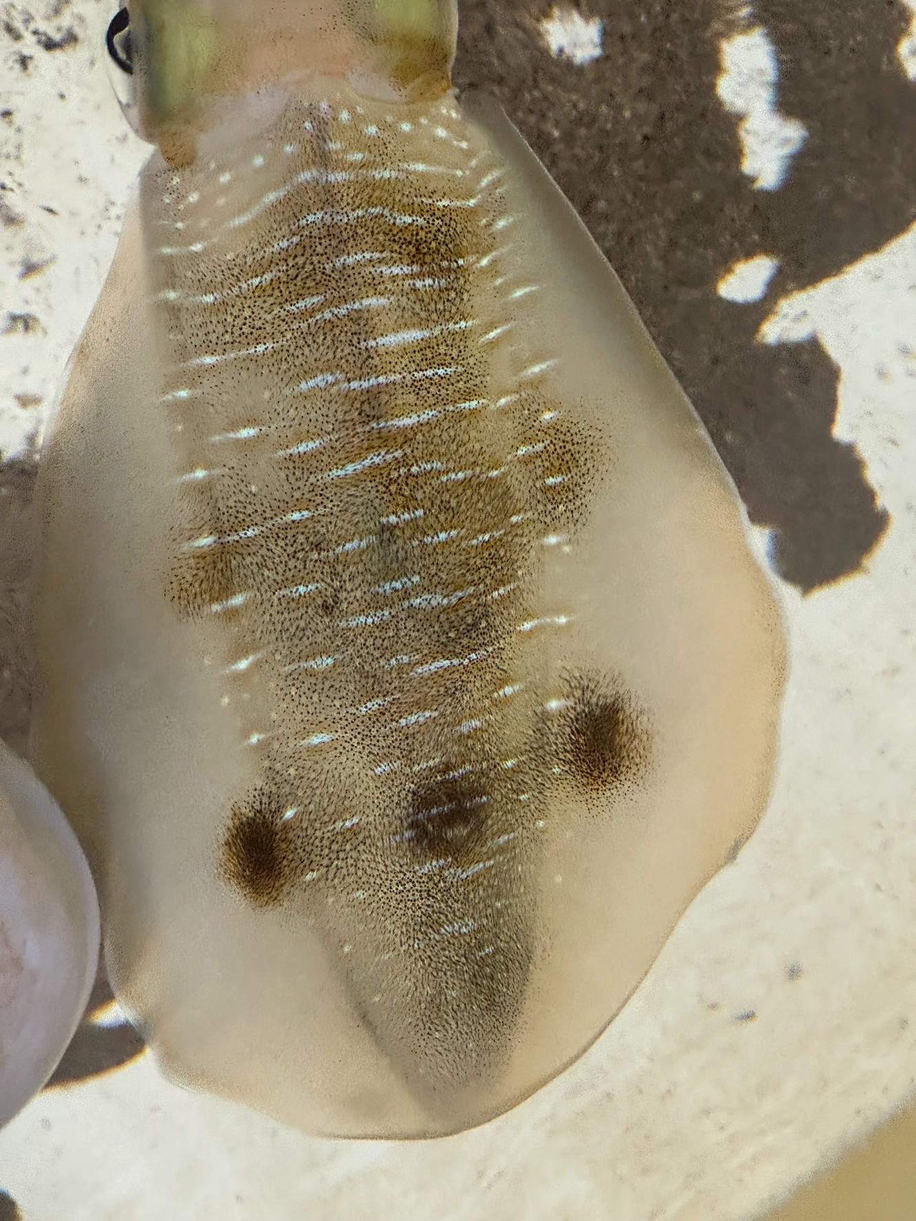 アオリイカのパンダマークは、警戒・興奮・捕食などの生理反応で一時的に現れる模様。
科学的に確定はしていませんが、活性のサインとして釣り人が注目する現象です。釣太郎