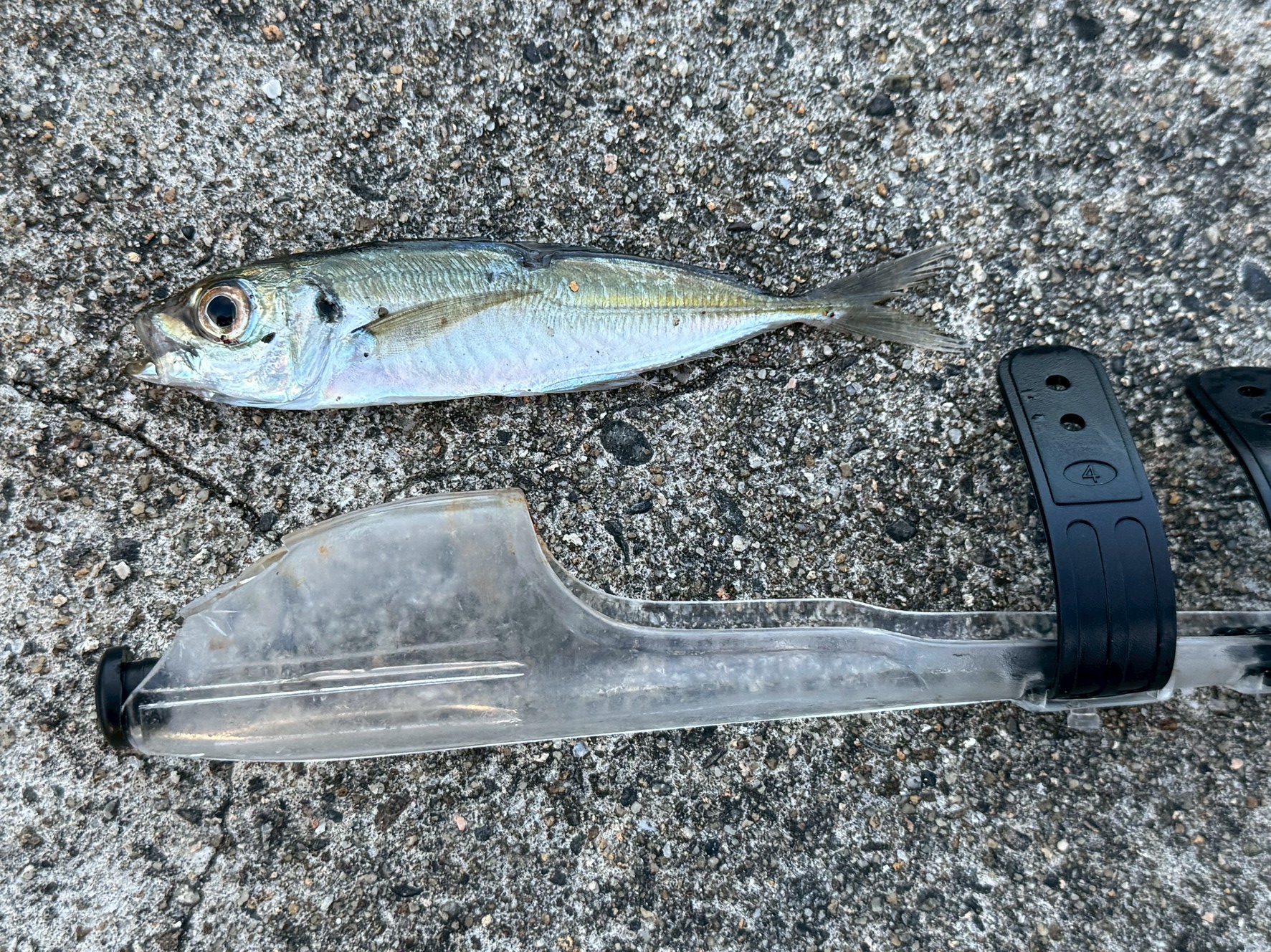 活アジ約15㎝とやや小さ目ですが生命力は強くなっています。アオリイカ、のませ釣り用エサ。釣太郎