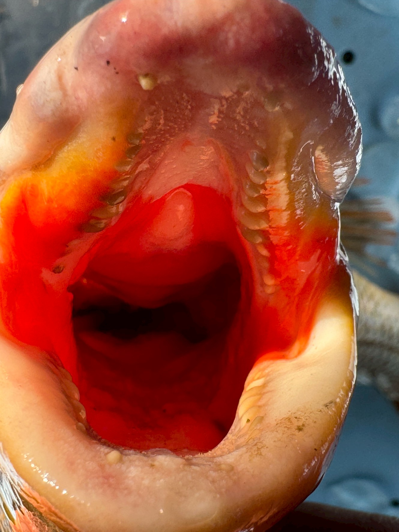 怪物魚タマン（タマミ、ハマフエフキ）の口の中。前方に並ぶ、鋭い犬歯 獲物を瞬時に捉え、決して逃がさないための牙です。 この歯が、一度食らいついたエサやルアーをがっちりとホールドします。釣太郎