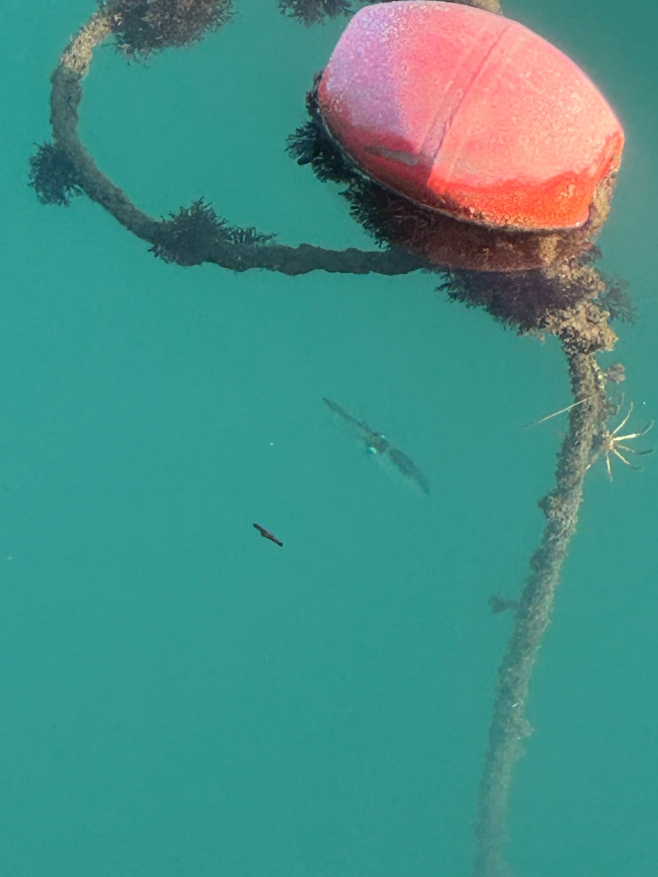 「海の忍者」とも呼ばれるオコZE。
そのグロテスクな見た目とは裏腹に、「夏のフグ」と称されるほどの絶品高級魚としても知られています。釣太郎