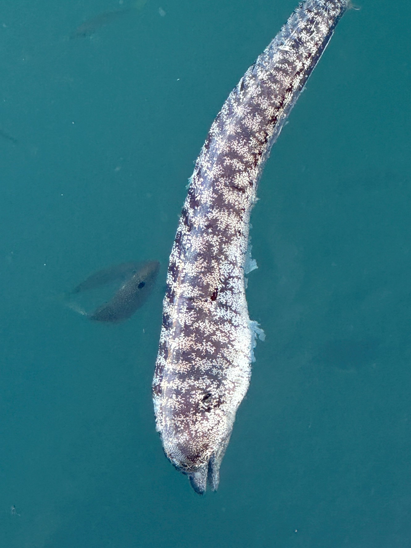 魚の死骸は、まずカモメやカニなどの「掃除屋」によって外側から分解される。次にバクテリアが内部の肉を分解し、やがて骨だけになって海底に沈む。最終的に骨も分解され、窒素やリンといった栄養素として海水に還る。その栄養がプランクトンを育て、新たな生命の源となる。釣太郎