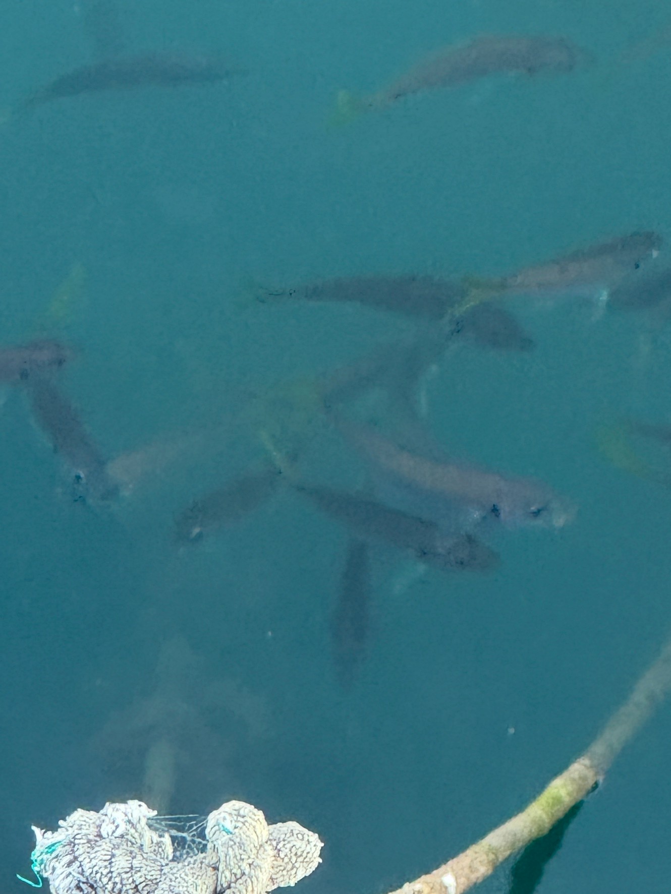 みなべ周辺で小アジ湧いており、爆釣続いています。10センチ程度。10月16日木曜日釣太郎