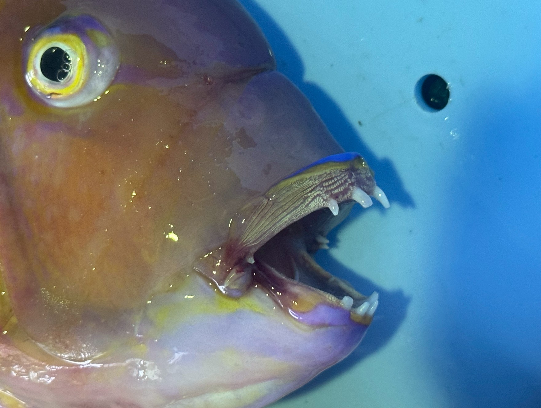 イラは知れば知るほど面白い魚。特徴的な出っ歯は、ウニやサザエの硬い殻を砕くための特殊工具。 「イライラ」しているような行動からその名が付いた。釣太郎