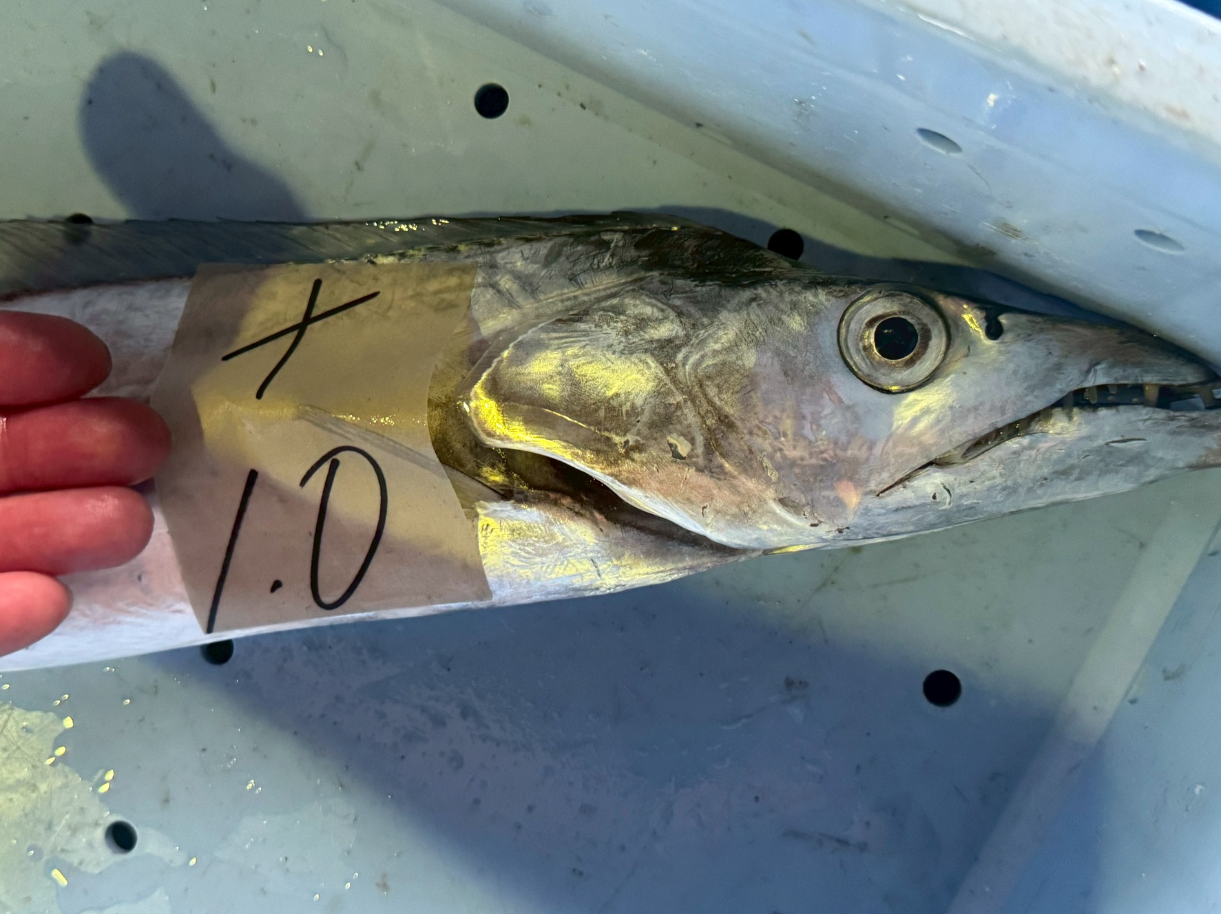 タチウオ（太刀魚）指の太さで脂ののりは最大1.6倍違う。1kg級（指5本）はトロのような旨味。和歌山・南紀の黒潮タチウオは特に脂質が豊富。釣れたらぜひ、真水氷ではなく海水氷で冷却して鮮度キープを。釣太郎