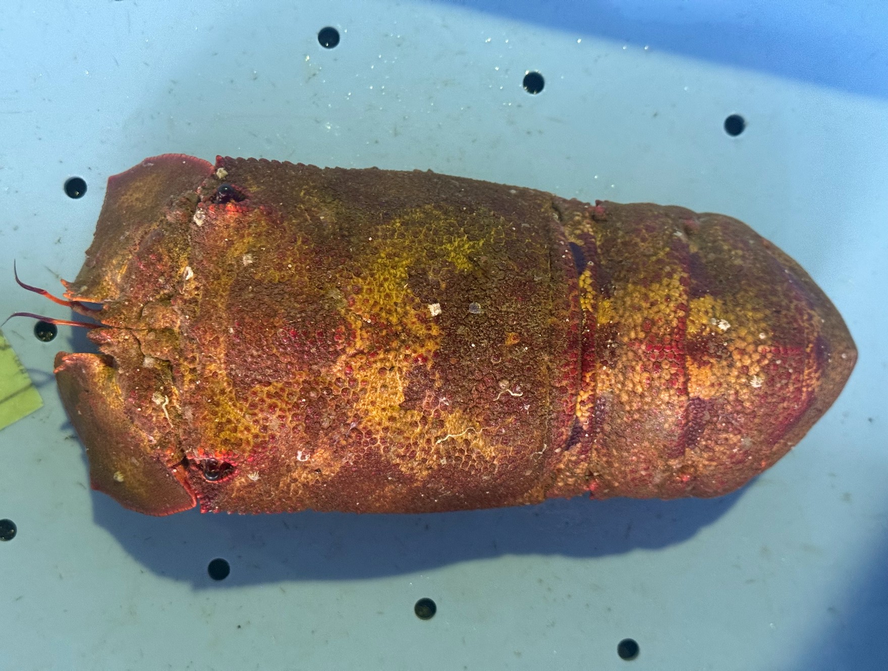 クツエビ（セミエビ）が伊勢海老を超える高級食材として扱われる理由は、漁獲量が極端に少なく、出会うこと自体が難しい「希少性」。伊勢海老とは全く異なる、もっちりとした食感と凝縮された「甘みと旨味」。極めて濃厚で美味しい「味噌」。釣太郎