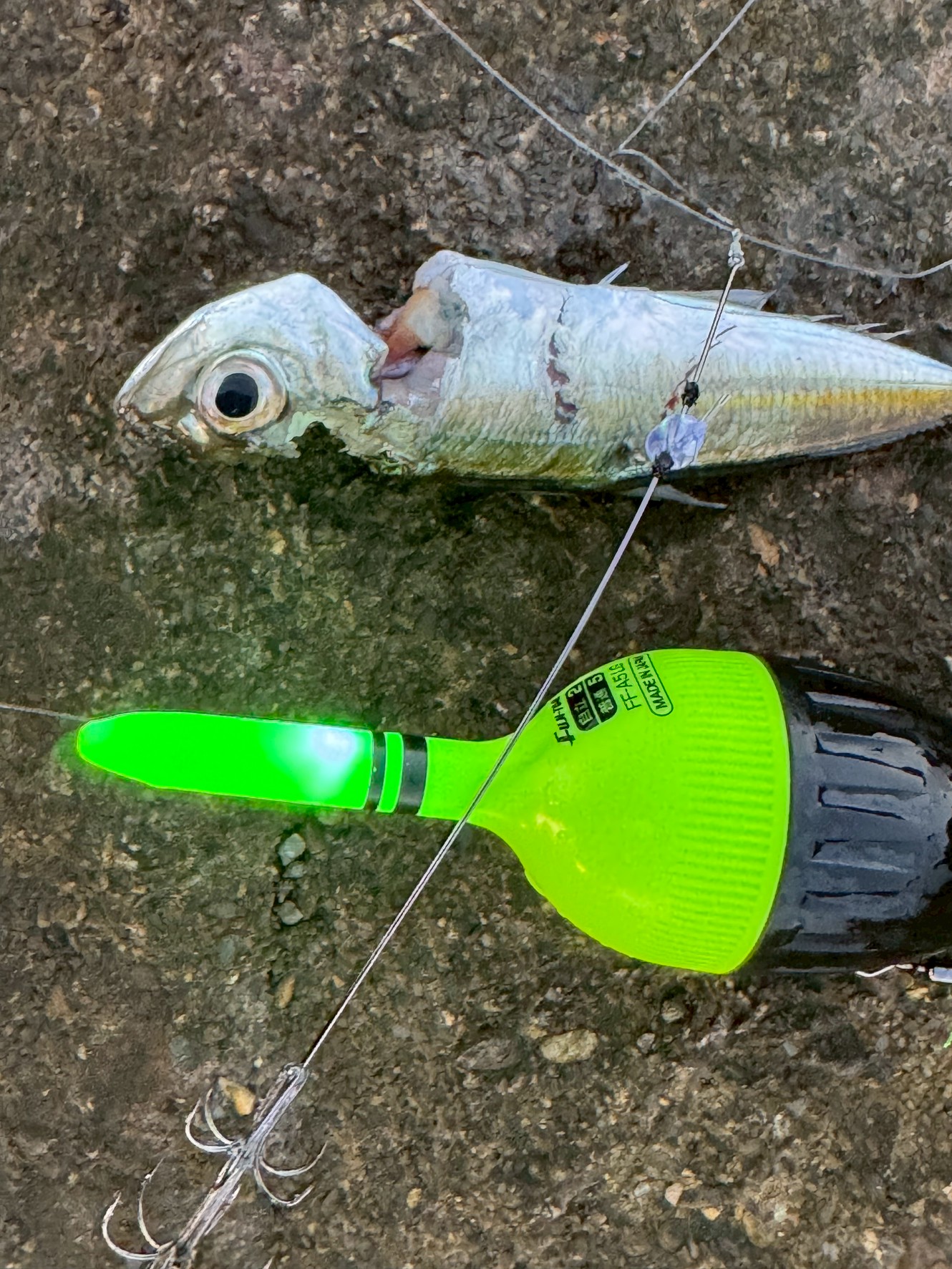 アオリイカ3回あたりがあったのに全部ばらした10月17日金曜日のウキ釣り。釣太郎