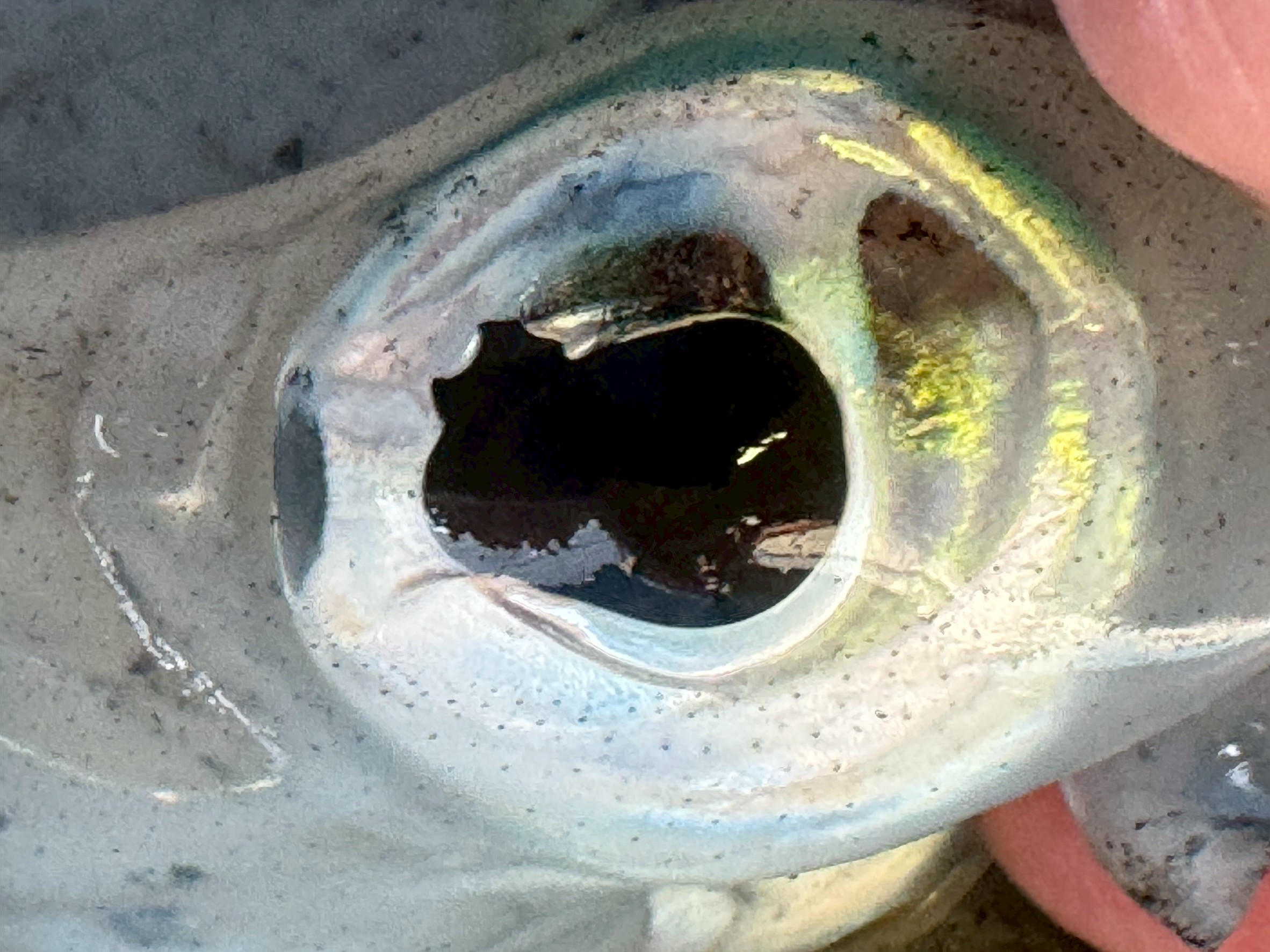 アオリイカは、私たちが想像する以上に高度で特殊な視覚を持っています。0.64という高視力で、30m先のエギを見つける。夜はシルエットと光の明暗で獲物を捉える。色盲だが、光のコントラストや偏光でエギを見分けている。盲点がなく、人間よりも高性能な眼を持つ。まぶたはなくても、しっかりと睡眠をとる。釣太郎