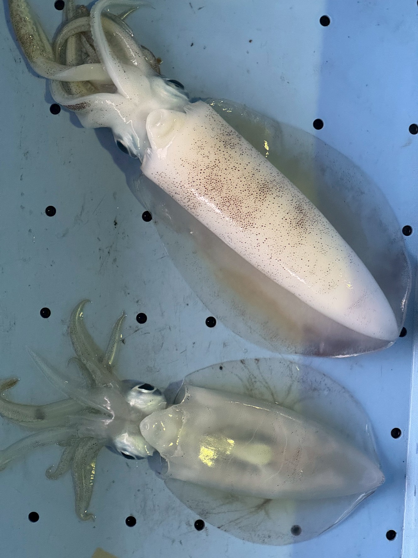 アオリイカは白くなり死後硬直が解けてくる過程で、タンパク質がアミノ酸へと分解され、イカ特有の濃厚な甘みと旨味が引き出されます。食感も硬いものから、もっちり・ねっとりとした食感へと変化します。釣太郎