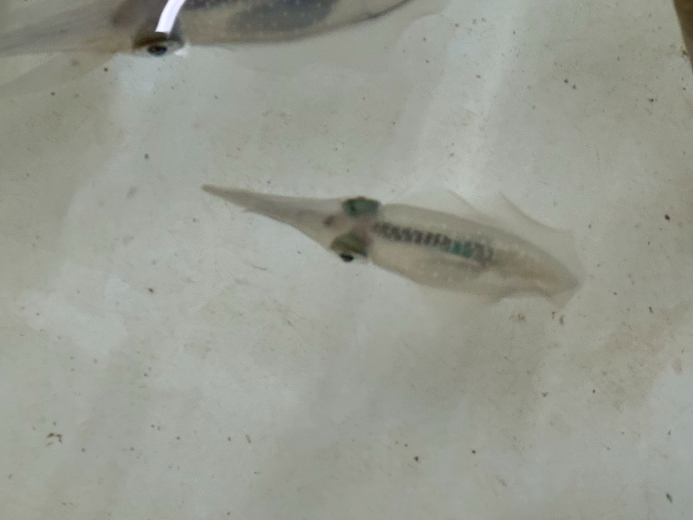 なぜか今シーズンは、やたら小さいアオリイカばかり釣れる。釣太郎