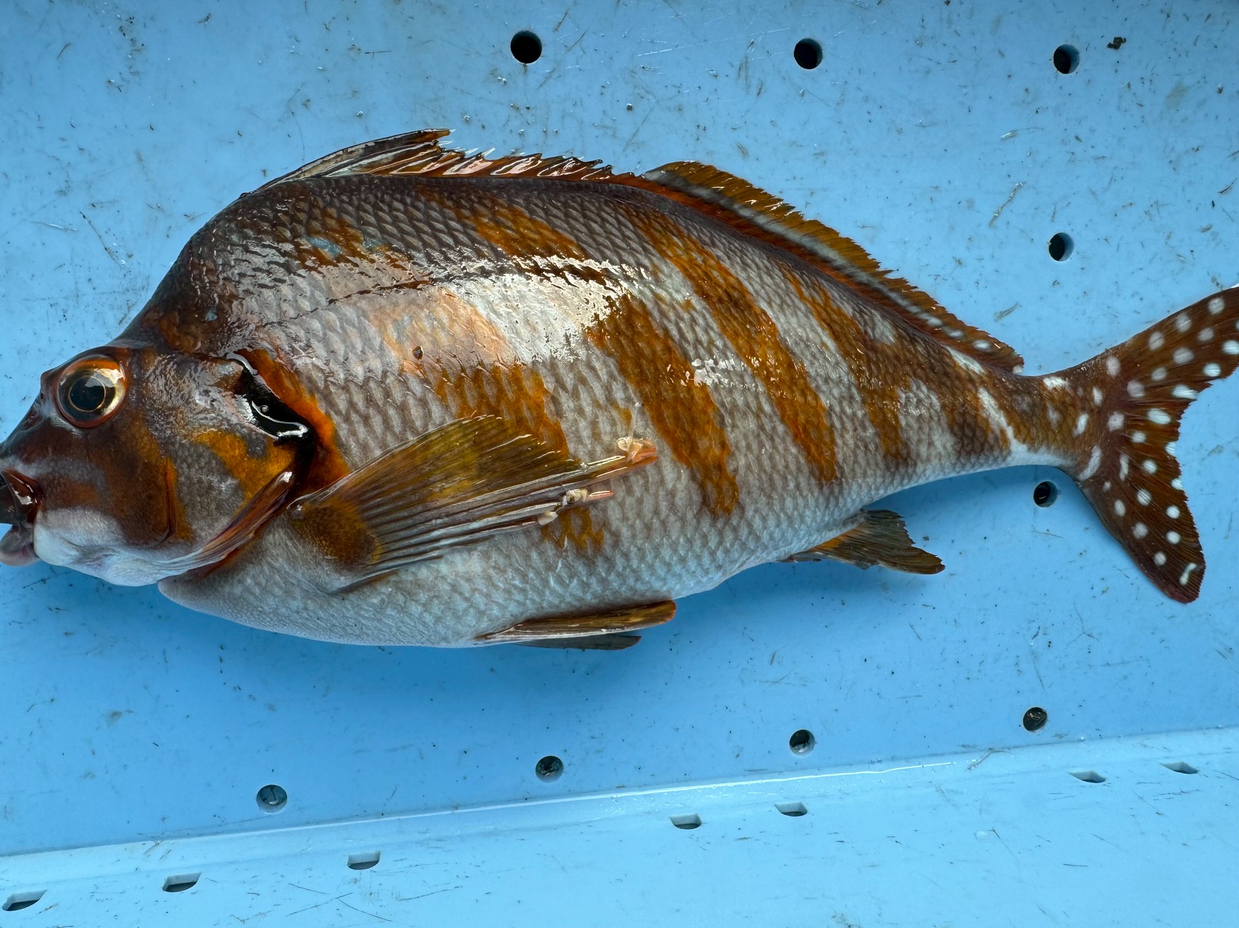 外道魚タカノハダイの特徴と生態説明。釣太郎