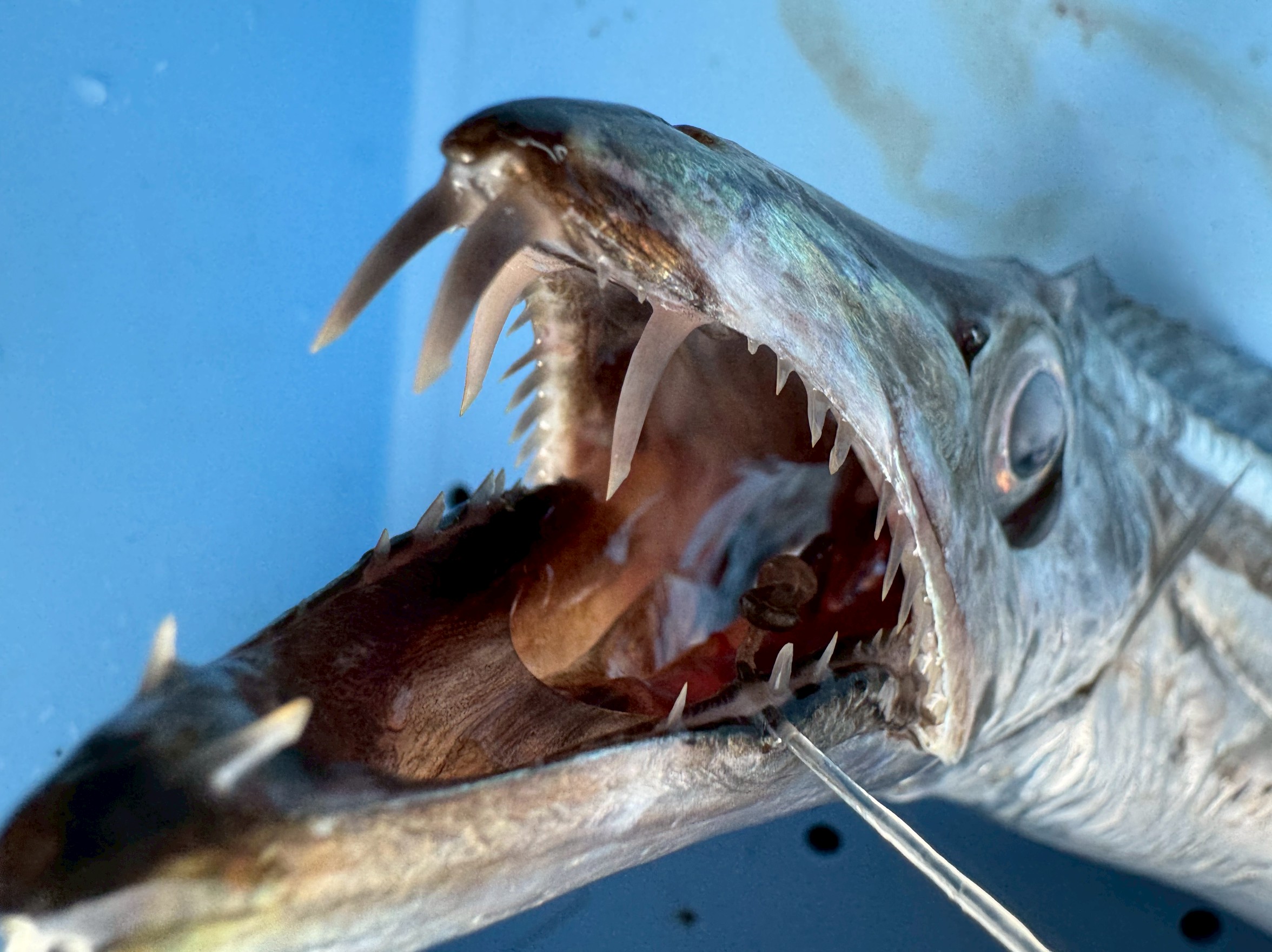 【魚類最凶の歯】なぜタチウオだけ“刃”を持つのか?深海の狩人が進化させた驚異の武器。釣太郎