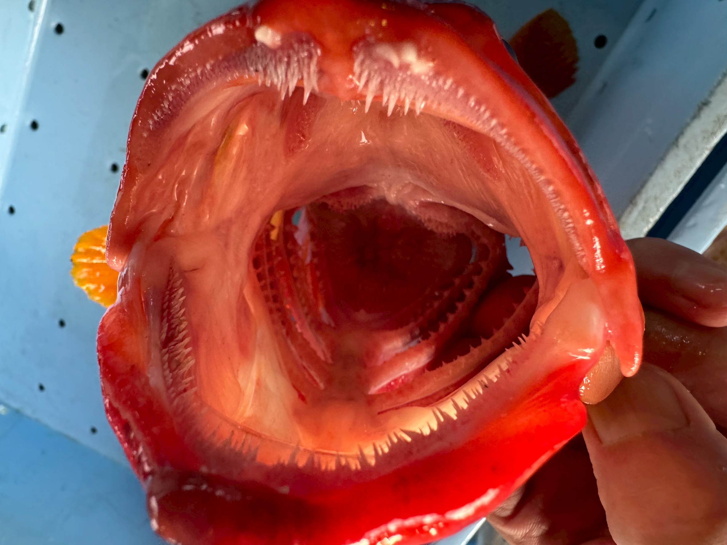 【高級魚の口の秘密】アカハタの歯と口内構造を徹底解説｜釣り人・料理人必見！釣太郎
