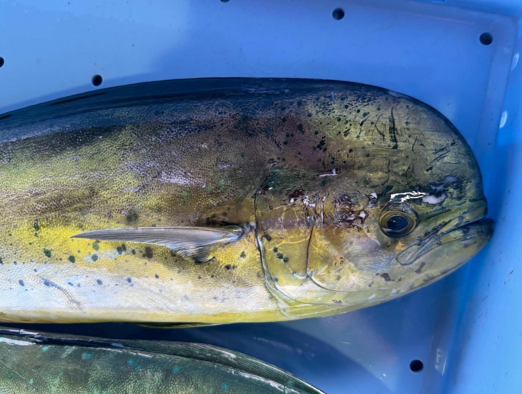 シイラは非常に多くの魅力と謎を秘めた魚です。生態: 夏の黒潮に乗ってやってくる、驚異的な成長スピードを持つ回遊魚。釣り: 漂流物を探すゲーム性、派手なバイト、強烈なファイトは釣り人を虜にする。釣太郎