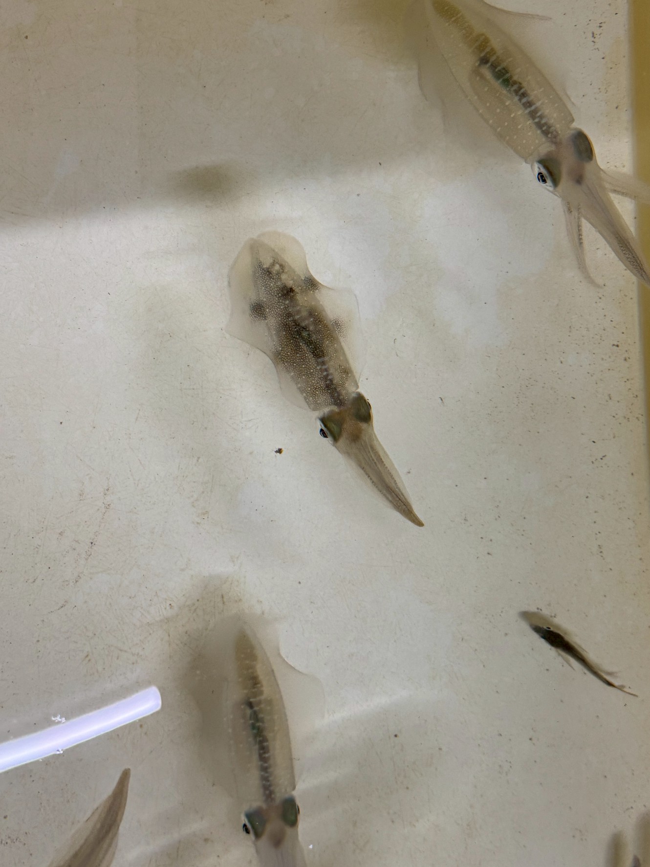 アオリイカ飼育動画が、昨年1年間で1千万回以上再生されていますが、釣太郎みなべ店で現在遊泳中なので、本物をご覧ください。