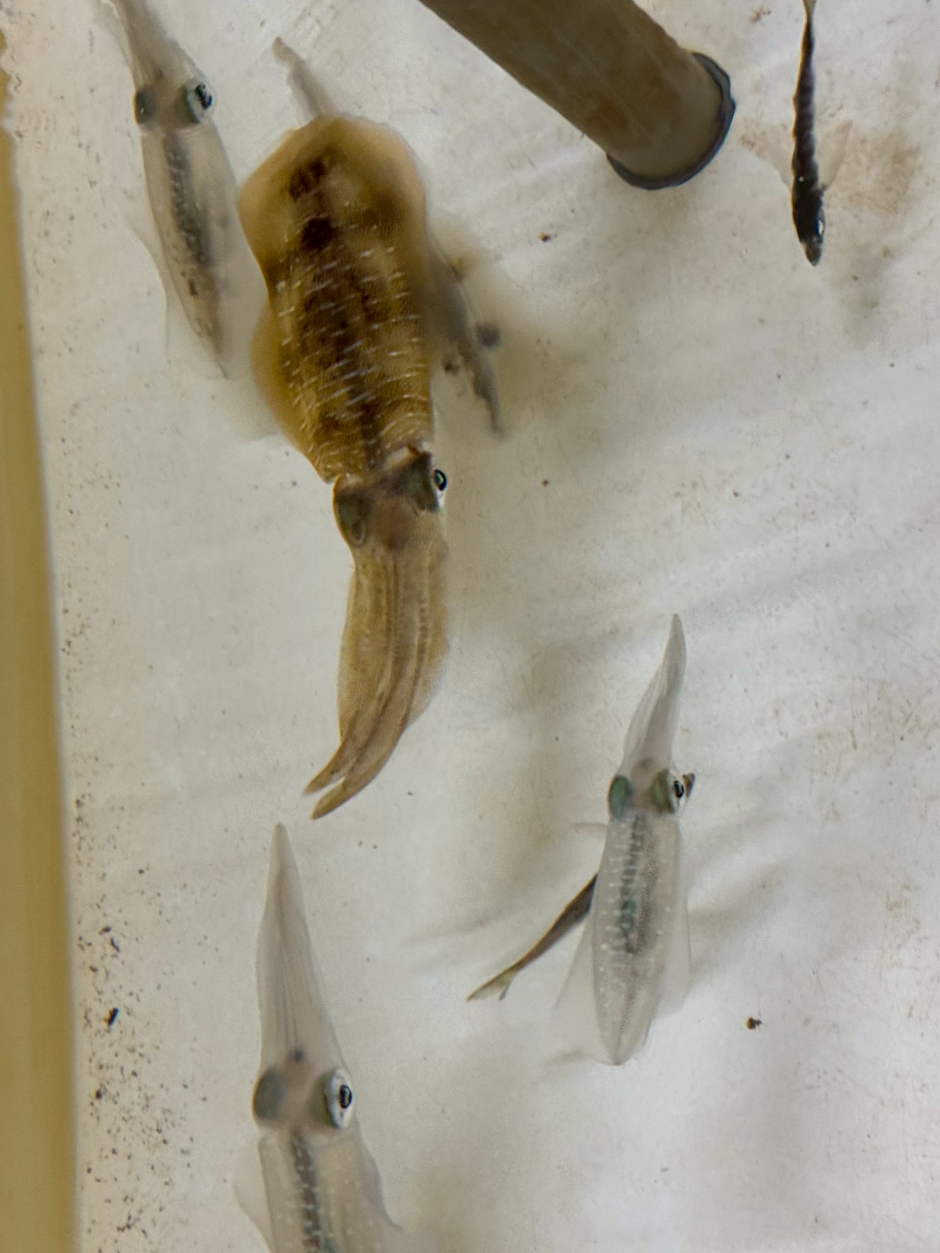 大人気のアオリイカ展示飼育。10月21日現在で6杯目となりました。釣太郎みなべ店