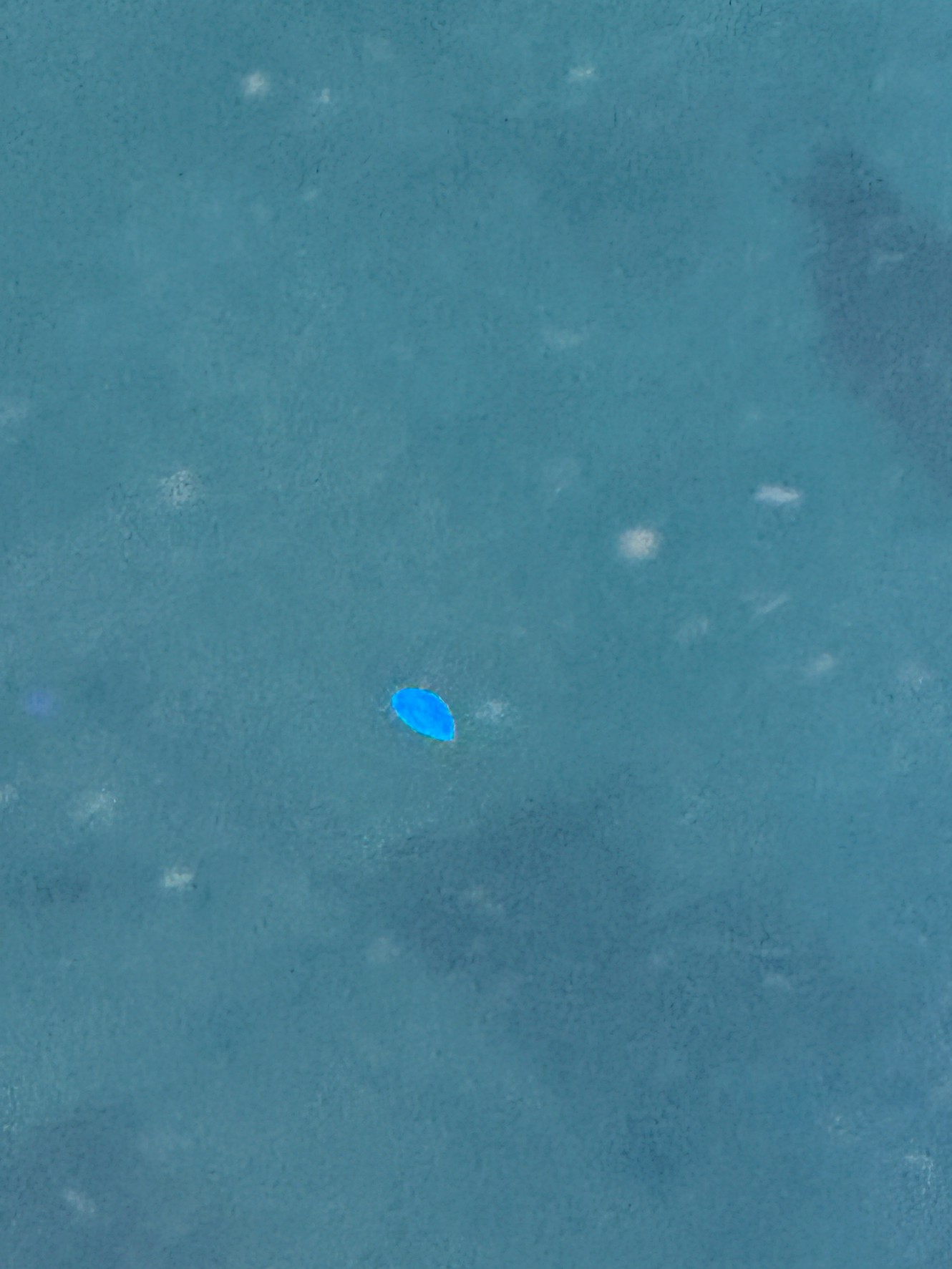 ウミホタル（学名 Vargula hilgendorfii）は、甲殻類の一種で、体長3mmほどの小型生物。分類上は貝虫綱ミオドコピダ目に属し、日本の太平洋沿岸に広く分布しています。釣太郎