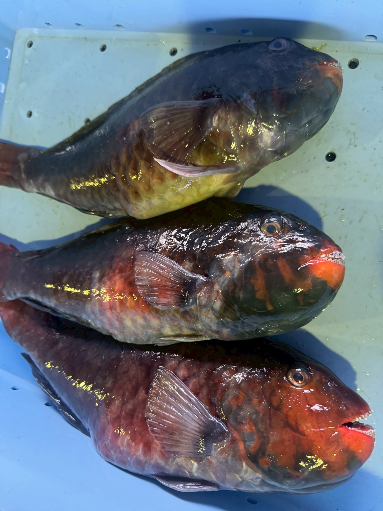 赤と青の違い： 赤は「メス」、青は「オス（性転換後）」です。 性転換： イガミはメスからオスに性転換します。 その際に赤から青へ色が変わります。 美味しいのは： 一般的に「赤（メス）」です。 特に冬場の真子持ちは最高です。釣太郎