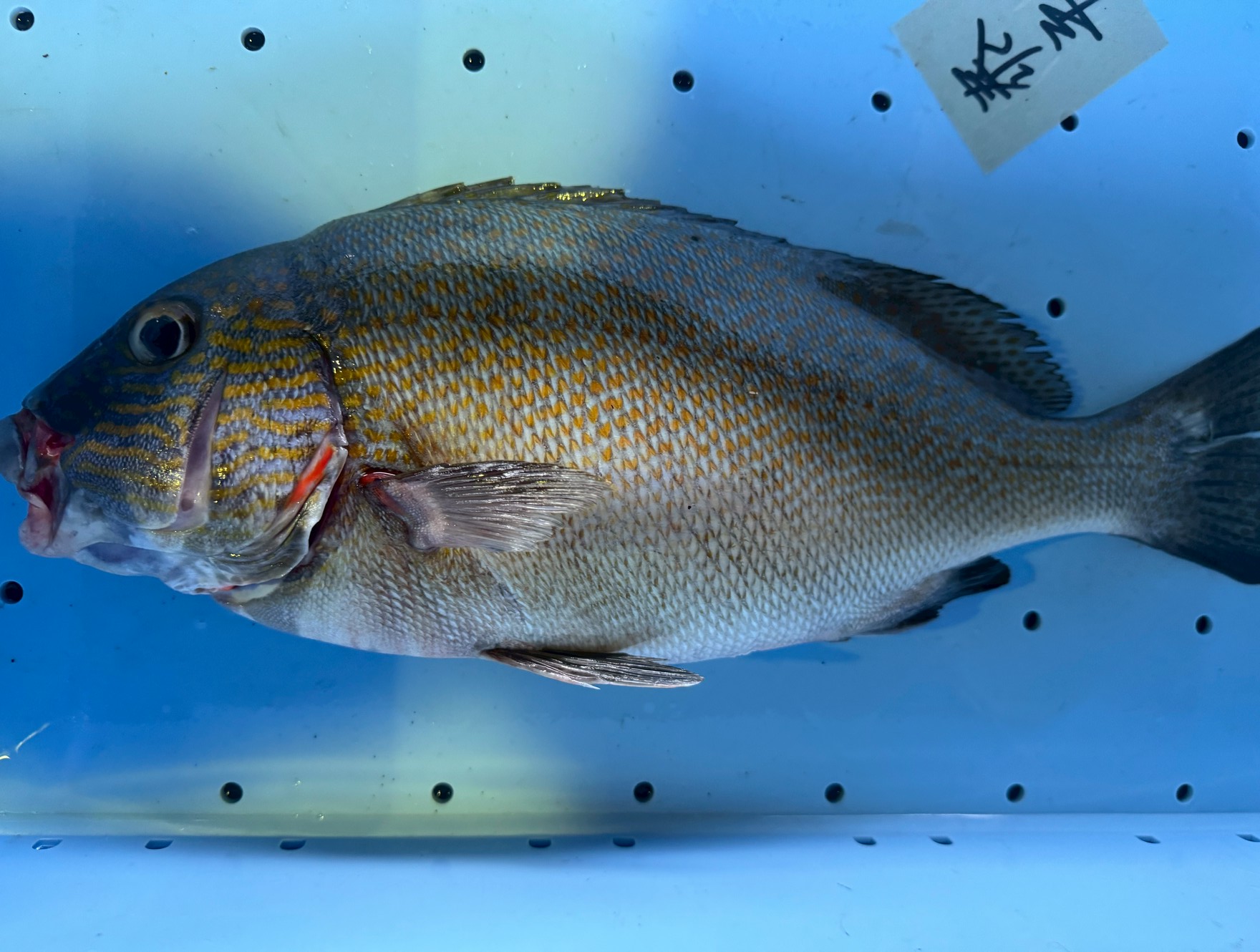 このコロダイは、通常個体とは異なる黄金縞模様のレア個体。突然変異（色素変化）か、黒潮由来の地域差による発色の可能性が高い。釣太郎