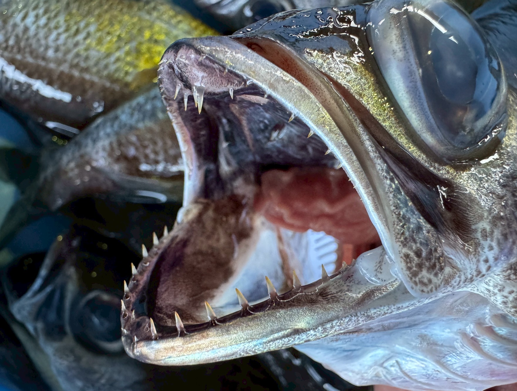 深海の高級魚といえば「ノドグロ（アカムツ）」が有名です。 しかし、多くの食通は「脂の質と旨味の強さなら、クロムツが上だ」と断言します。釣太郎