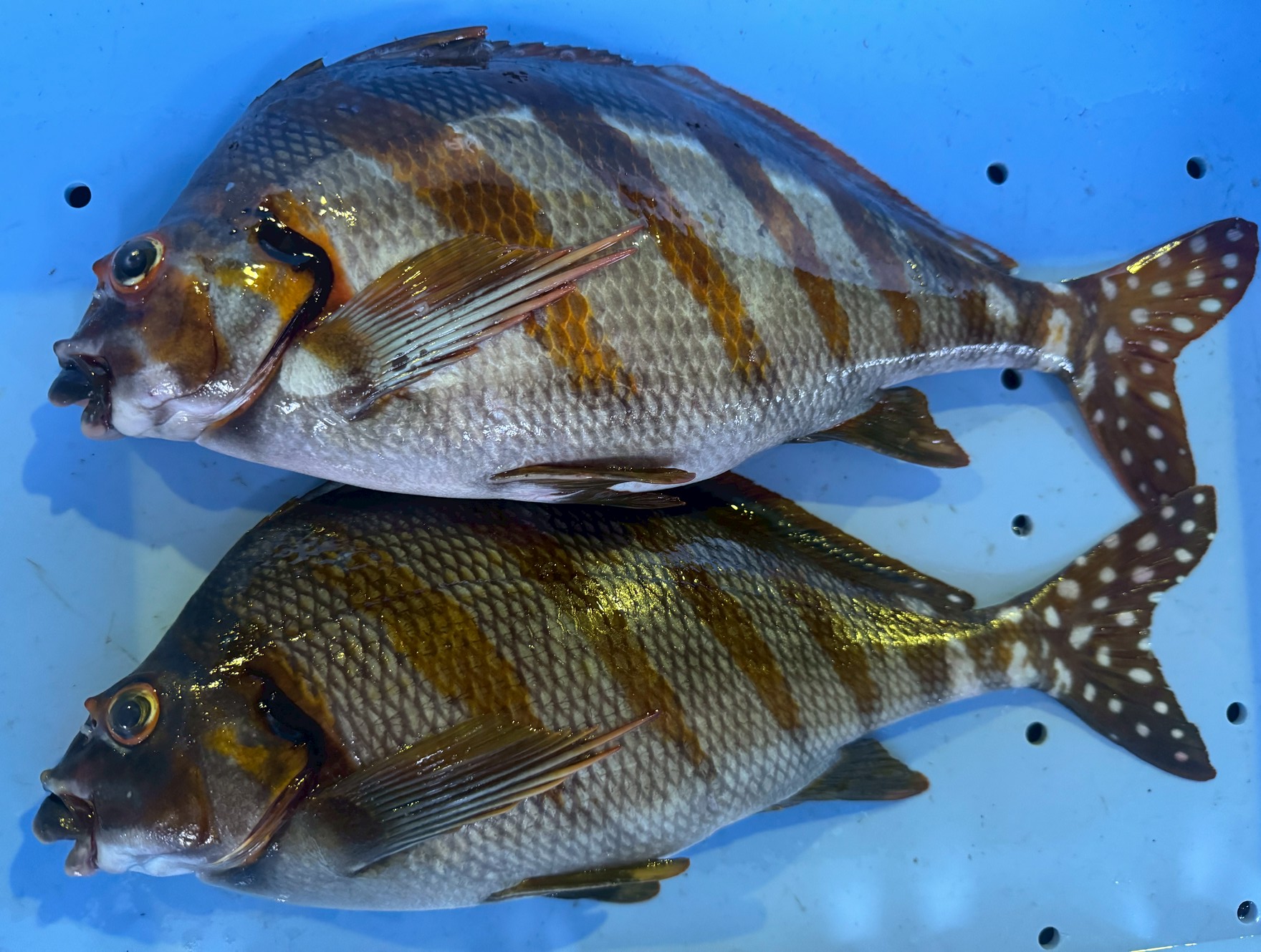 タカノハダイは、縞模様と体高が特徴の温帯性魚。グレ釣りの外道としてよく釣れるが、実は食味も悪くない。環境適応力が高く、岩礁帯や藻場で群れを作って生活する。地域ごとに呼び名が多く、古くから親しまれてきた魚。釣太郎