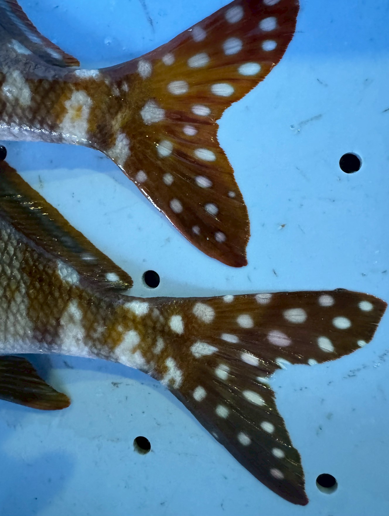 タカノハダイの尾びれの白い斑点。 それは、病気などではなく、彼らが彼らであるための「証（あかし）」です。近縁種と見分けるための「識別サイン」岩礁に溶け込むための「カモフラージュ」仲間と交信する「輝く模様」釣太郎