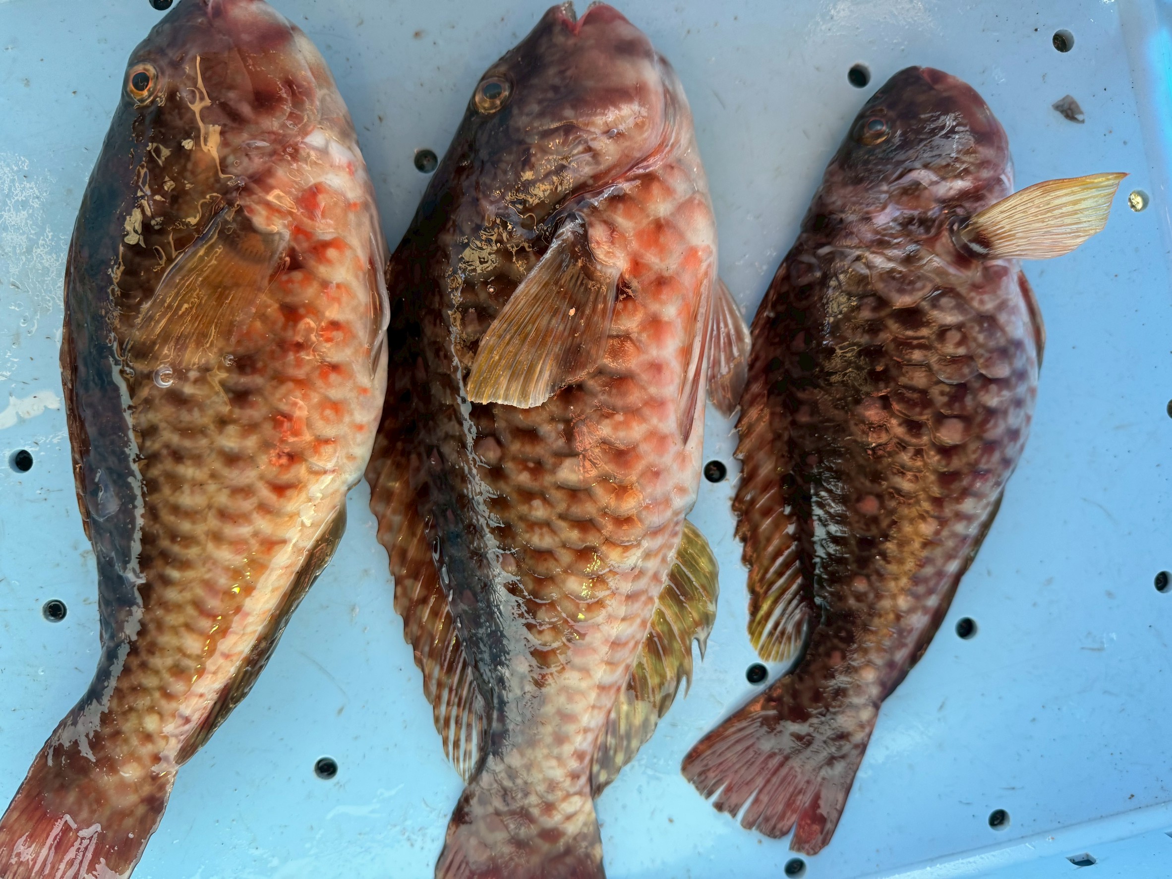 グレやイガミが、「串本と田辺・みなべの味の違い」は、単なる感覚的なものではなく、それぞれの海が持つ「個性（メロワール）」が魚の味に反映された結果と言えるでしょう。釣太郎