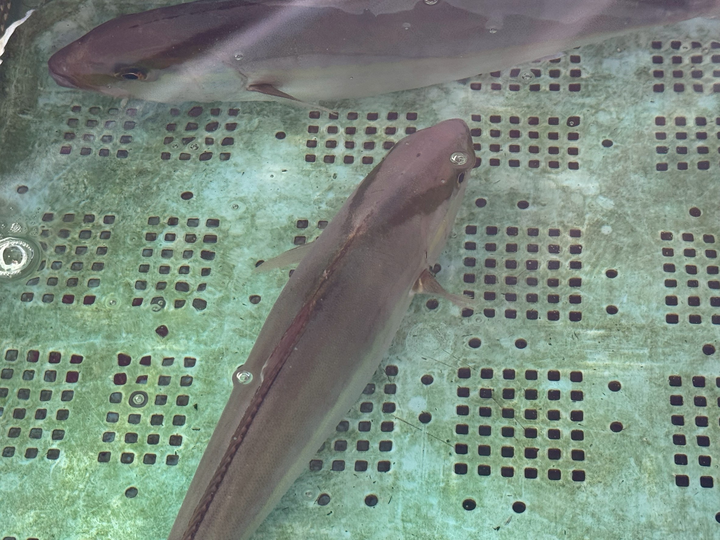 生け簀のカンパチが口をパクパクさせているのは、「酸素が足りない！苦しい！」という命のSOSサインです。 それは、限られた水量、回遊魚がゆえに泳げないストレス、そして水質悪化が重なった、非常に過酷な状況を示しています。釣太郎