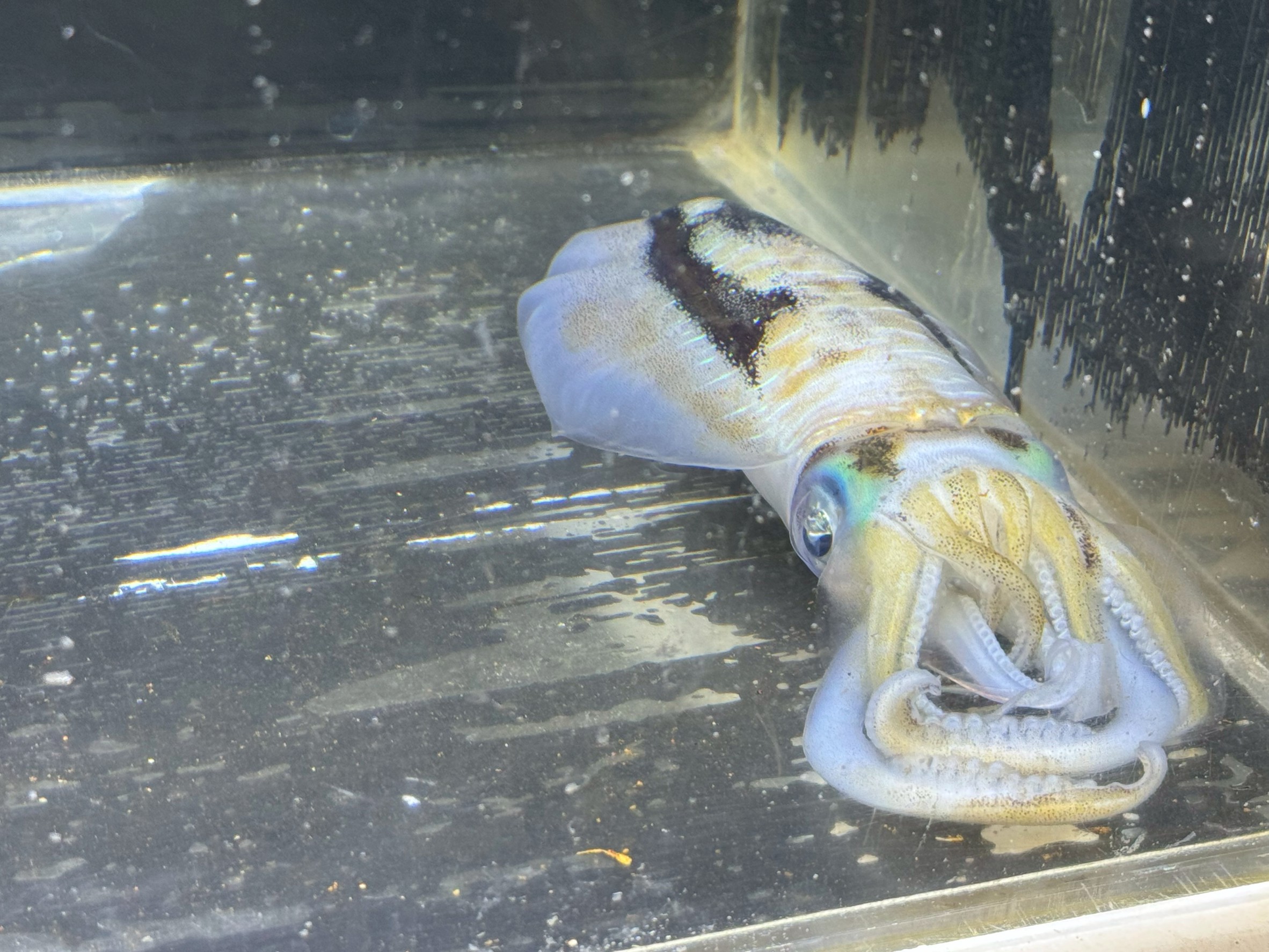 アオリイカの飼育は難しい。1杯死んでしまいました【釣太郎みなべ店】