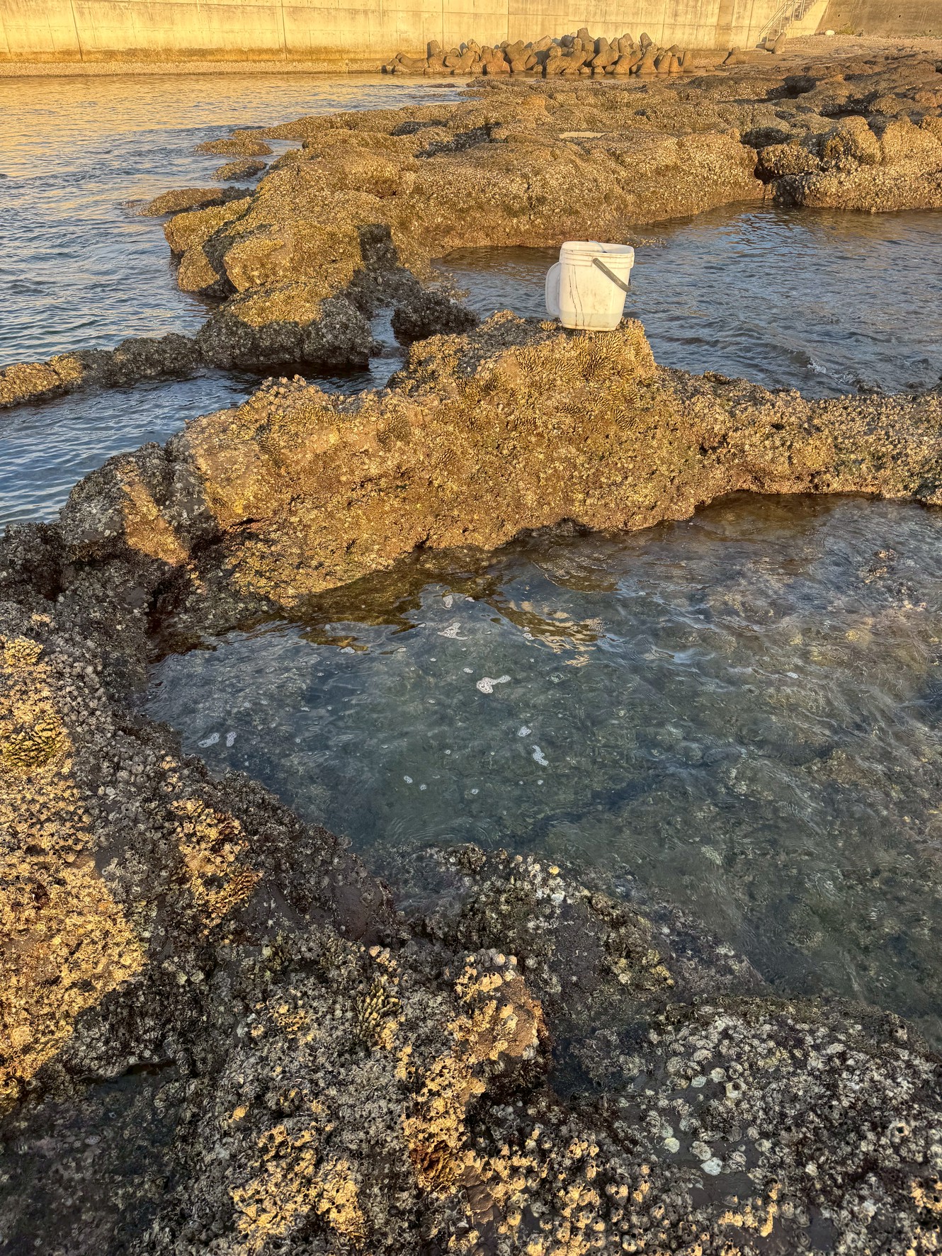 このタイドプールには、昨年11月に落下された方がおられました。とても寒かったそうです。安全のため、足元には十分ご注意ください。釣太郎