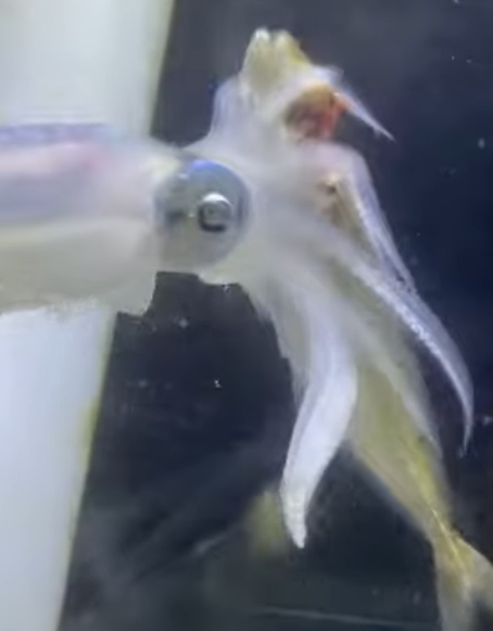 アオリイカが・脊髄から食べ始め・途中で頭に移行し・尾を食べずに残す理由。釣太郎