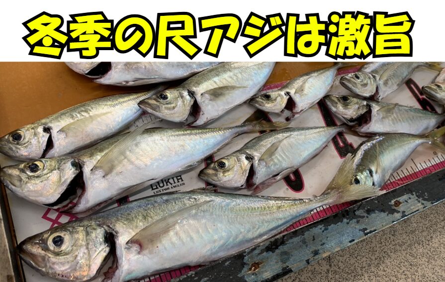 冬季の南紀堤防では水温が20℃を下回る頃から尺アジシーズンが本格開始。釣太郎