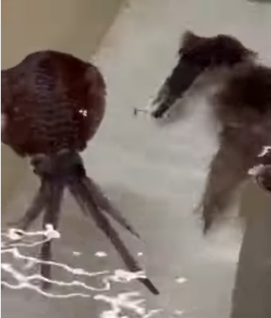 2025年11月17日月曜日現在、釣太郎みなべ店でアオリイカ12杯展示飼育しています。