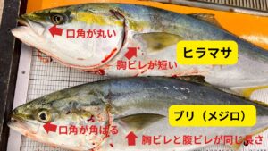 ブリとヒラマサの見分け方。見分け手順（現場チェック用）1️⃣ 横からヒレの長さを見る2️⃣ 口角の形を確認3️⃣ 体型（丸いかスマートか）4️⃣ 黄色味があればヒラマサ有力。釣太郎