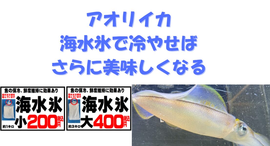 南紀地方はアオリイカ釣りシーズン真っ盛り ・普通の氷（真水氷）は浸透圧差で旨味が流出・海水氷なら細胞を守りながら低温キープ.釣太郎