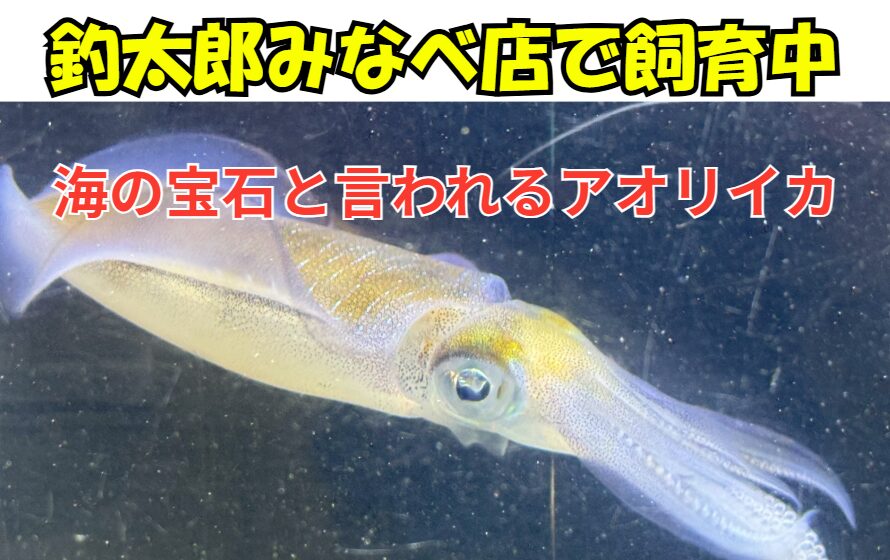 海の宝石と呼ばれるアオリイカ。優美な遊泳シーン見学しませんか？釣太郎みなべ店で飼育中。