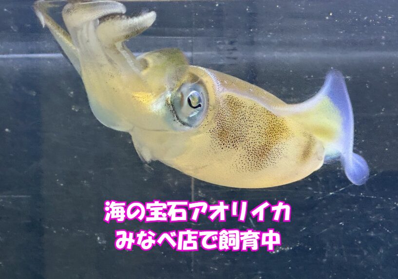 海の芸術作品アオリイカの遊泳シーン、釣太郎みなべ店で展示しているのでご覧ください。