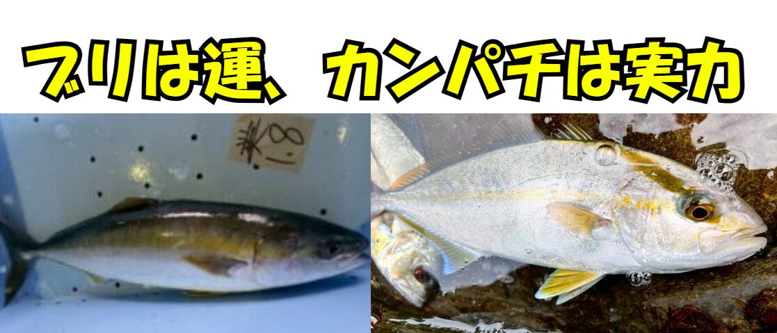 「ブリは運、カンパチは実力」は釣りの奥深さを示す言葉。釣太郎