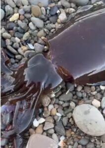 南紀地方はアオリイカ王国と呼ばれるのは、砂浜からでも釣れるため。釣太郎