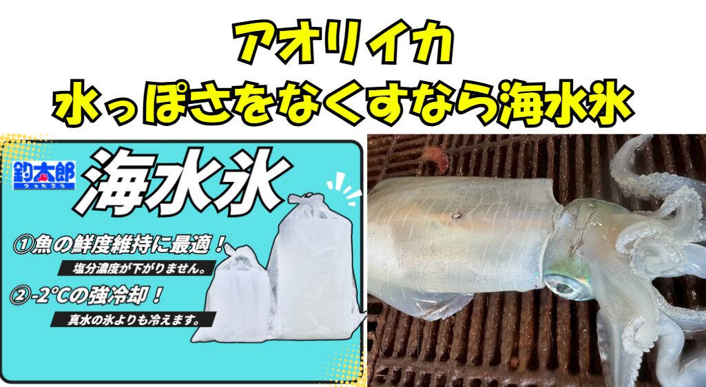 水っぽいアオリイカは嫌な人は海水氷で冷却しましょう。釣太郎