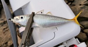 尾びれが金色のアジはなぜ美味しい。金アジの正体と脂乗りの関係を釣り人目線で解説.釣太郎