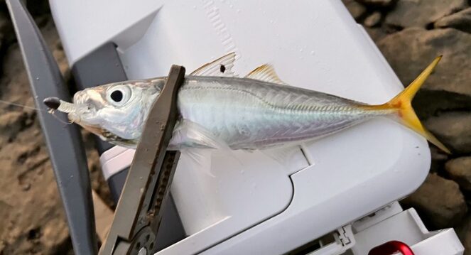 尾びれが金色のアジはなぜ美味しい。金アジの正体と脂乗りの関係を釣り人目線で解説.釣太郎