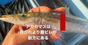 アカカマスはヤマトカマスより断然高級！釣太郎